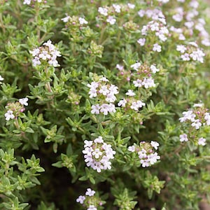 Thyme, Thymus vulgaris, Dried Leaves and stems, Organic, Garden Grown