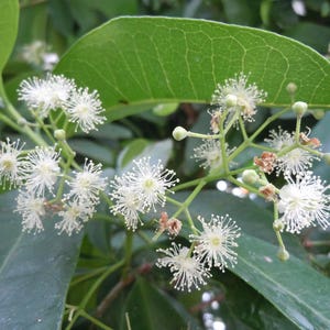 Allspice Berries, Pimenta dioica, Dried Berries