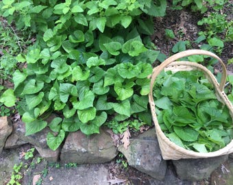 Violet Leaves, genus Viola, Dried Leaves, Organic, Garden Grown