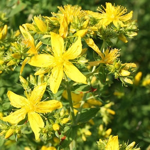 May include: A close-up of a cluster of yellow St. John's Wort flowers in bloom. The flowers have five petals and are arranged in a cluster on a green stem. The background is blurred and green.
