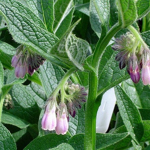 Comfrey Leaf, Symphytum officinale, Dried Leaves