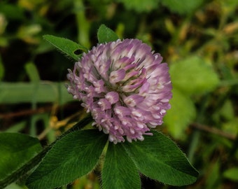 Red Clover Herb, Certified  Organic, Trifolium pretense