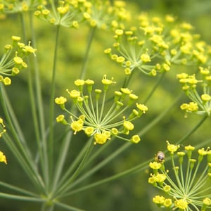 Fennel Seed, Foeniculum vulgare, Certified Organic, Dried Seed