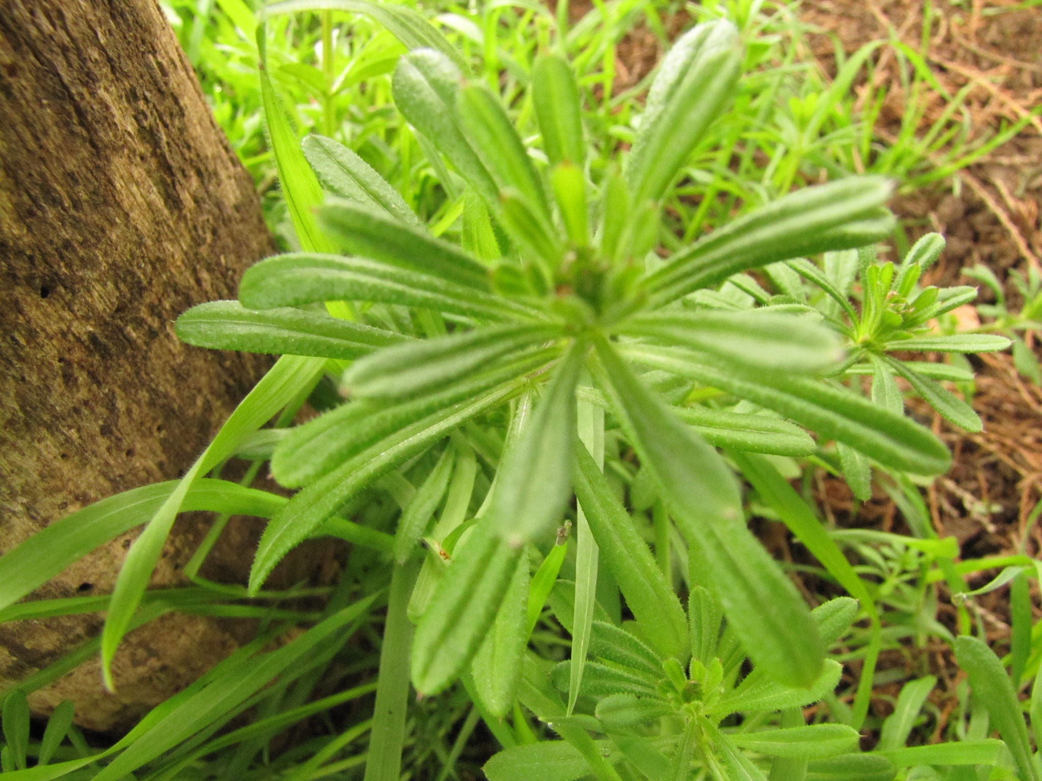 Cleavers Herb, Galium aparine, 1 oz.