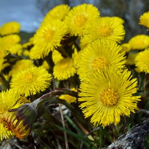 Coltsfoot Leaf, Tussilago farfara, Dried Leaves