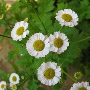 Feverfew Herb, Tanacetum parthenium, Dried Herb