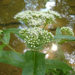 Boneset Herb, Eupatorium perfoliatum, Dried Herb