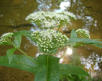 Boneset Herb, Eupatorium perfoliatum, Dried Herb