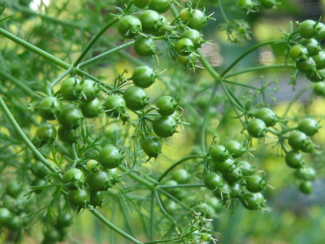 Coriander Seed Coriandrum Sativum Etsy