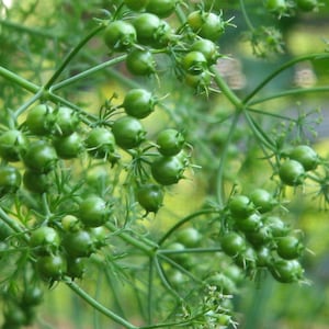Coriander Seed, Coriandrum sativum, Dried Seed