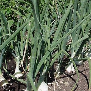 Onion Granules, Allium cepa, Certified Organic, Dried Onion Bulbs