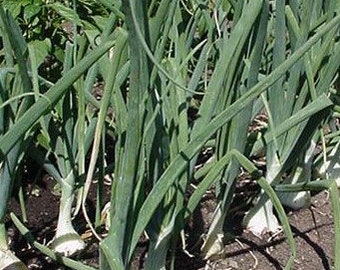 Onion Granules, Allium cepa, Certified Organic, Dried Onion Bulbs