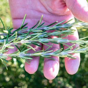Rosemary Leaves, Rosmarinus officinalis, Dried
