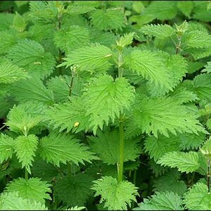 Nettle Leaf, Urtica dioica, Dried Leaves