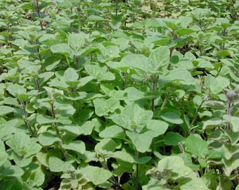 Oregano Leaves, Origanum vulgare, Certified Organic, 1 oz.