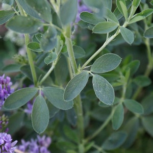 Alfalfa Leaf, Medicago sativa, Certified Organic image 1