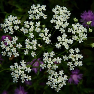 Caraway Seed, Carum carvi, Dried Seed