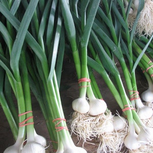 Garlic Salt