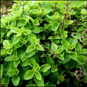 Marjoram Leaves, Origanum majorana, Dried Leaves