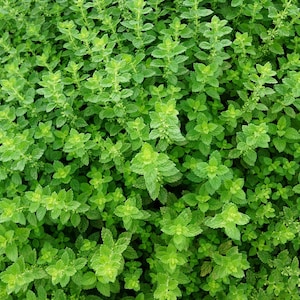 May include: A close-up view of a lush green patch of leafy plants. The leaves are small and have a slightly serrated edge. The plants are growing densely together, creating a thick, green carpet.