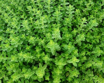 Thyme, Thymus vulgaris, Dried Leaves and stems, Organic, Garden Grown