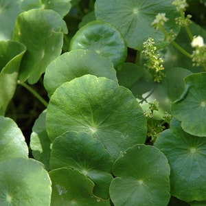 Gotu Kola Herb, Centella asiatica, Dried Herb