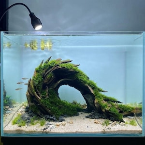 May include: A rectangular glass aquarium featuring a large piece of dark driftwood shaped like a wave, covered in vibrant green moss. The tank has a light-colored sand substrate, small grey stones, scattered aquatic plants, and small fish.