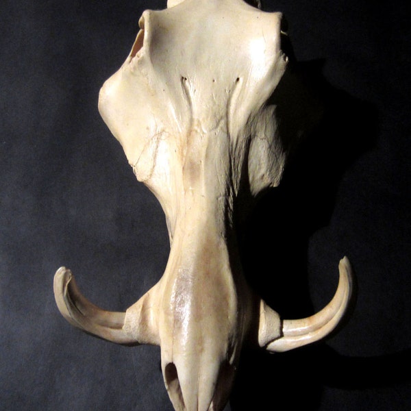 Vintage Warthog Skull