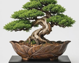 Mature Juniper Bonsai Live Plant in Pot | Twisted Trunk Evergreen Bonsai | Ready to Display Indoor Outdoor Decor Plant