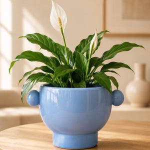 May include: A light blue ceramic planter with a rounded body, a pedestal base, and two spherical side handles. The planter contains a lush green peace lily plant with two white spathe flowers extending upward from the dark green foliage.