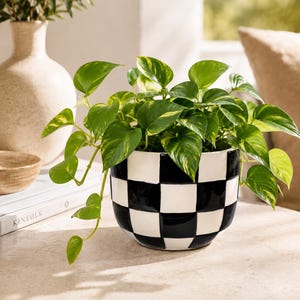 May include: A round ceramic planter featuring a high-gloss black and white checkered pattern. The planter contains a lush green pothos plant with variegated heart-shaped leaves that spill over the sides of the container.