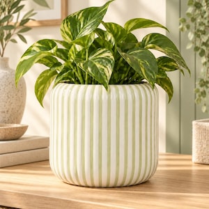 May include: A cylindrical ceramic planter featuring vertical light green and white stripes. The planter has a ribbed, textured surface and contains a lush pothos plant with variegated green and yellow heart-shaped leaves.