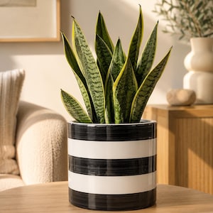 May include: A snake plant with upright, pointed green leaves featuring dark green horizontal variegation and yellow edges, potted in a cylindrical ceramic planter decorated with alternating horizontal black and white painted stripes.