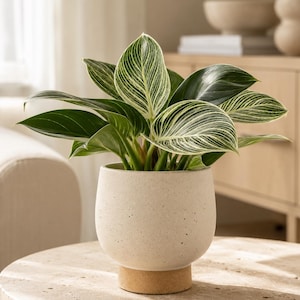 May include: A Philodendron Birkin plant with dark green, pointed leaves featuring distinct white pinstripes. The plant is housed in a rounded, speckled off-white ceramic pot that sits on a solid, cylindrical light brown base with a smooth texture.