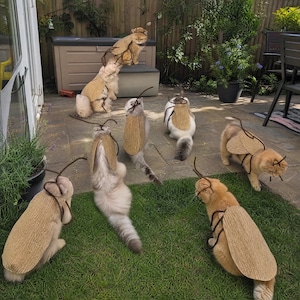 May include: A group of cats wearing tan, textured, oval-shaped insect wing costumes with thin, dark brown antennae headbands. The cats are positioned on a green lawn and stone patio, each displaying the attached wing accessory on their backs.