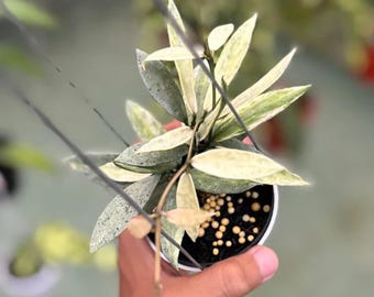 Hoya Lacunosa Winter Pandora - tropikalna egzotyczna roślina doniczkowa - ukorzeniona żywa roślina doniczkowa
