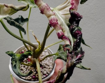 Alocasia Loco Variegated - Seltene tropische exotische Zimmerpflanze, Jungpflanzen und Knollen