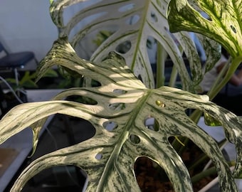 Monstera Devil Monster Variegated - Tropical Indoor Exotic Plants and Cuttings