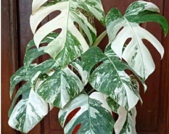 モンステラ・アルボ・ホワイトタイガー斑入り - 熱帯の観葉植物 - 根付き生きた観葉植物