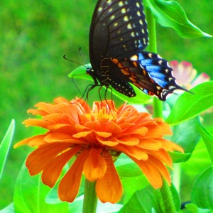 Photograph - Black Swallowtail - Butterfly on Orange Zinnia - 5x7