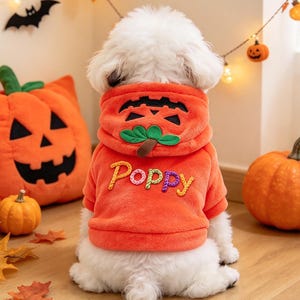 Könnte beinhalten: Ein leuchtend orangefarbener Plüsch-Kapuzenpullover für Haustiere mit einer Kapuze im Design eines Kürbisgesichts und einem grünen Stiel. Auf dem Rücken ist der Name Poppy in bunten, strukturierten Garnbuchstaben gestickt. Getragen von einem kleinen weißen Hund.