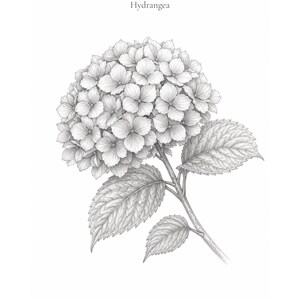 Op de afbeelding: Een zwart-wit botanische potloodtekening van een hortensiabloem met gedetailleerde bloemblaadjes en drie gekartelde bladeren aan een steel. De tekst "紫陽花" en "Hydrangea" is in het zwart boven de bloemenillustratie gedrukt.