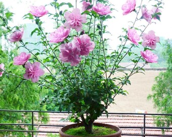 Multicolor Hibiscus Seeds | Rose of Sharon Heirloom Garden Flowers