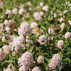 Pode incluir: Um grupo de flores cor-de-rosa pálido com inflorescências densas e arredondadas compostas por pequenas pétalas individuais. As flores são sustentadas por caules finos e escuros e rodeadas por folhas verdes serrilhadas, criando um visual denso.