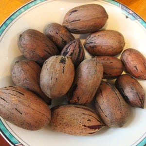 Può includere: Una raccolta di noci pecan intere non sgusciate, caratterizzate da striature longitudinali marrone scuro e gusci legnosi testurizzati, riposte in una ciotola bianca con un bordo decorativo dal motivo geometrico color ottanio e nero.