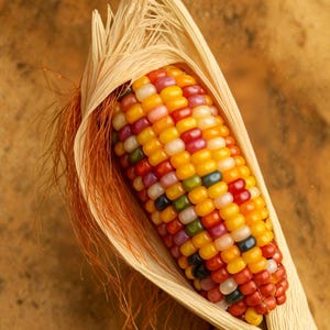 May include: A single ear of multicolored flint corn with kernels in shades of yellow, orange, red, purple, and dark blue. The corn is partially wrapped in dry, light tan husks with long, thin, reddish-brown silk strands extending outward.