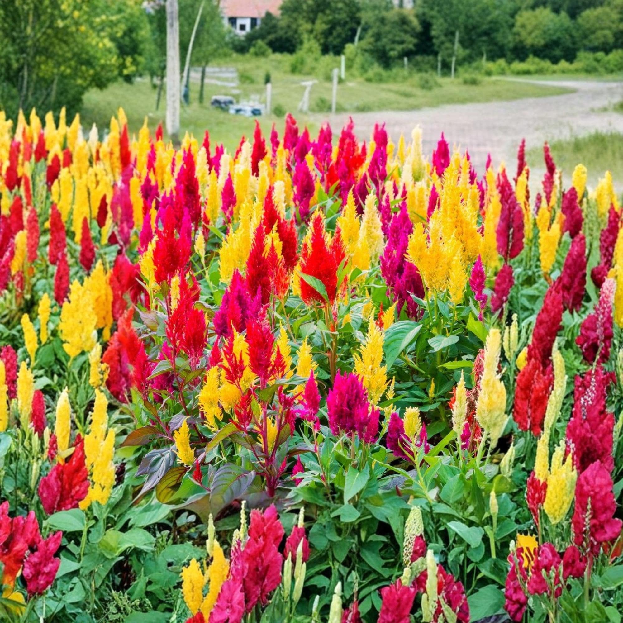 Pampas plume celosia - Etsy 日本
