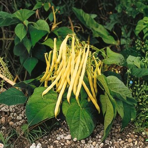Puede incluir: Un racimo de judías amarillas brillantes que cuelgan de una planta verde. Las vainas largas, delgadas y cilíndricas están agrupadas, mostrando una textura suave y un color vibrante, rodeadas de grandes hojas verdes en forma de corazón.