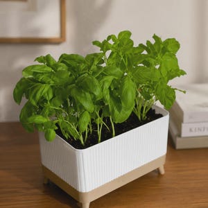Puede incluir: Una maceta rectangular blanca con textura acanalada vertical y una base color canela con cuatro patas cortas. La maceta está llena de tierra oscura y una planta de albahaca verde vibrante y frondosa con hojas anchas y puntiagudas.