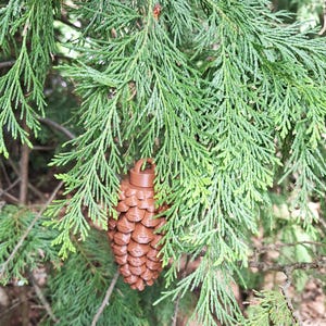 May include: A brown, textured, pinecone-shaped ornament with a small circular loop at the top, hanging from a green coniferous branch. The ornament features a repeating, layered scale pattern that mimics the appearance of a natural pinecone.